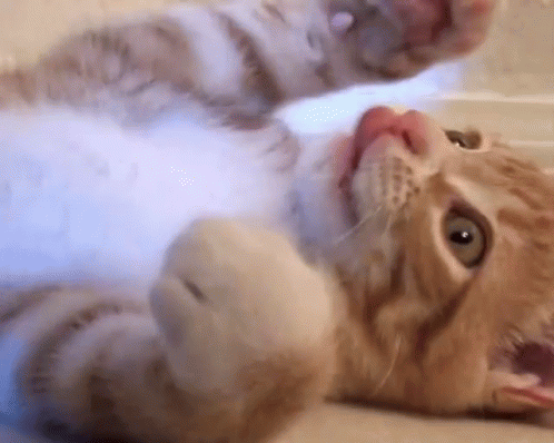 Cole And Marmalade Kitty GIF - Cole And Marmalade Kitty Kitten GIFs