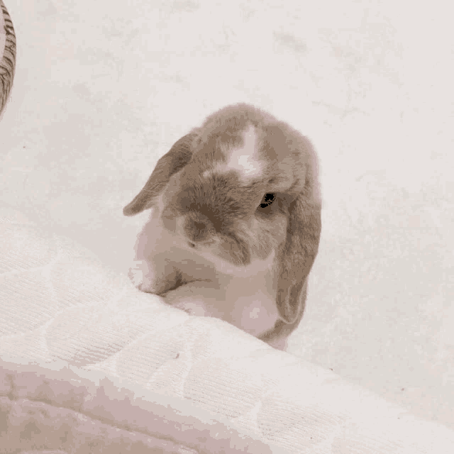 a small brown and white bunny rabbit is sitting on a white blanket