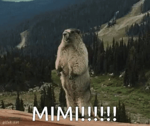 Mimi Funny Beaver Gif GIF - Mimi Funny Beaver Gif Hi GIFs