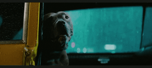 a dog sticking its head out of the window of a car