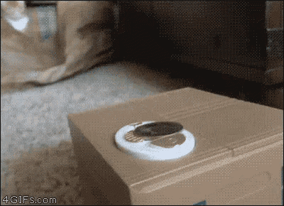 How To Headtrip Your Cat GIF - Cats Surprise Sneaky GIFs