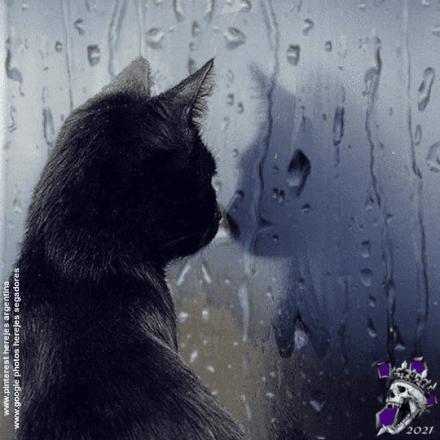 a black cat is looking out a window with rain drops