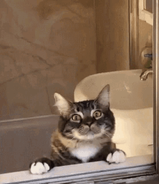 a cat is looking out of a bathroom window at the sink .