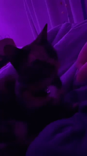 Cat Cute Aesthetic GIF - Cat Cute Aesthetic Purple GIFs