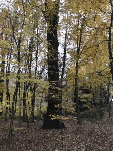 Peeing Tree GIF - Peeing Tree Forest GIFs