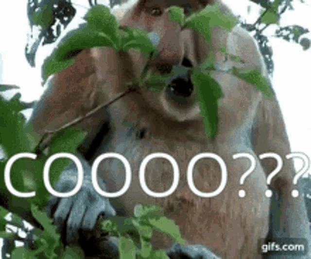 a monkey is sitting in a tree eating leaves and has the word coooo written on it 's face .
