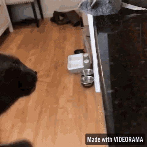 Cat Bad GIF - Cat Bad Mouse GIFs