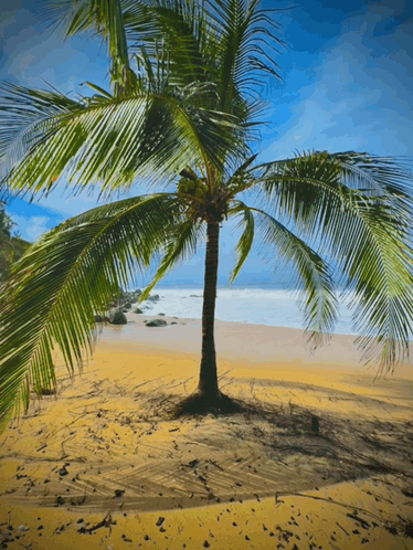 Beach Palm Tree Relaxation GIF - Beach Palm Tree Relaxation Ocean GIFs