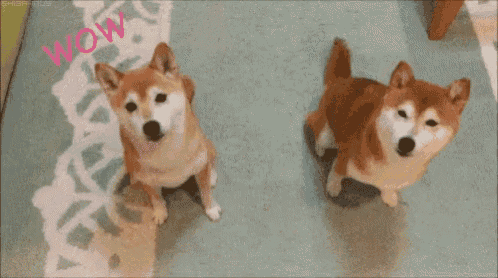 two shiba inu dogs standing next to each other on a rug with the words * such nice * written in yellow