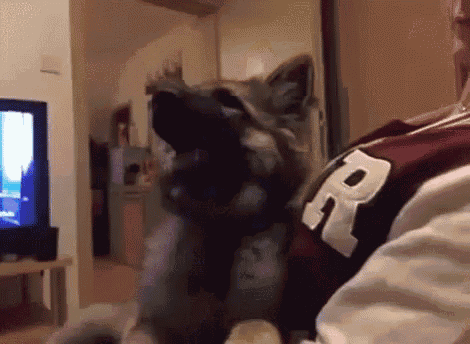 Wtf Surprised GIF - Wtf Surprised Dog GIFs