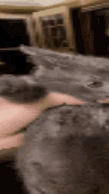 a blurry picture of a person petting a gray cat