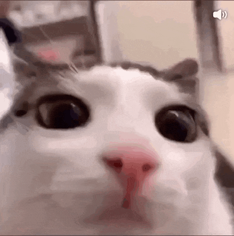 a close up of a cat 's face looking at the camera with a red nose .