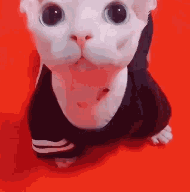 a white cat wearing a black sweater on a red background .