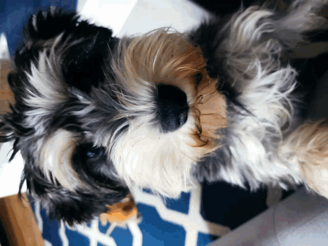 a small dog laying on a blue and white rug looking up at the camera