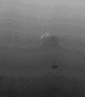 a black and white photo of a dolphin in the water