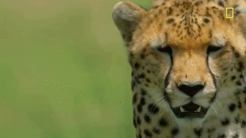 Cheetah Lick GIF - Cheetah Lick Hungry GIFs