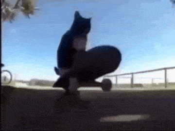 Catondaskate Cat On Da Skate GIF - Catondaskate Cat On Da Skate Cat Spinning On Da Skate GIFs