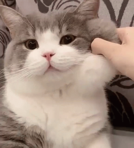 Cat Cat Pinch GIF - Cat Cat Pinch Cat Face Squeeze GIFs