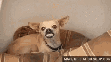 Chihuahua Dogs GIF