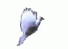 Dove Fly GIF - Dove Fly Wings GIFs