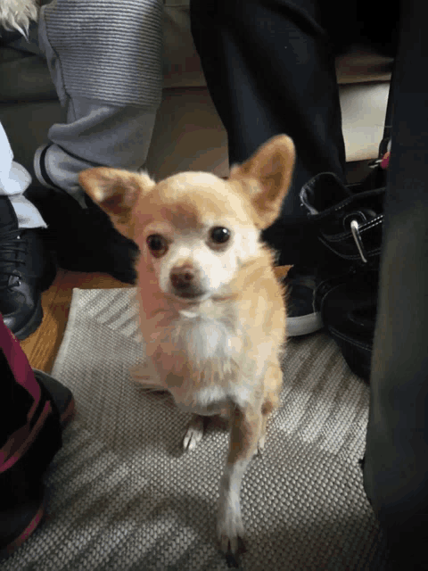 a small brown and white dog is sitting on a rug