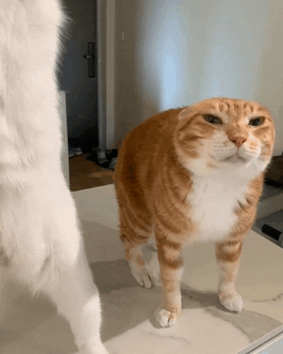 a brown and white cat standing on a counter
