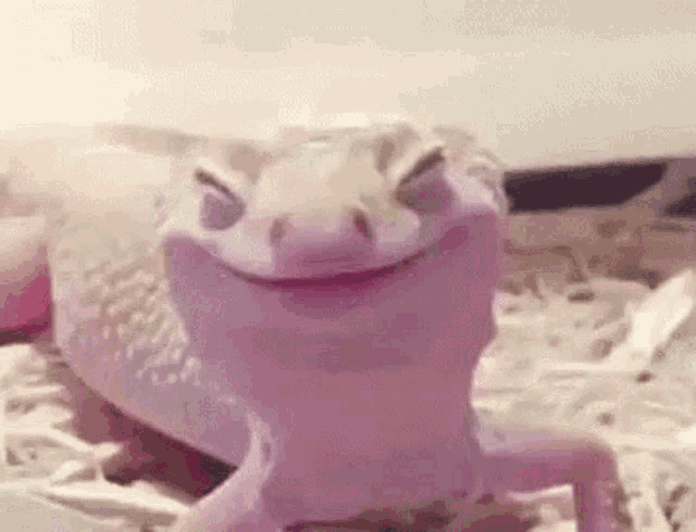 Delighted Gecko GIF - Delighted Gecko Licking Nose GIFs