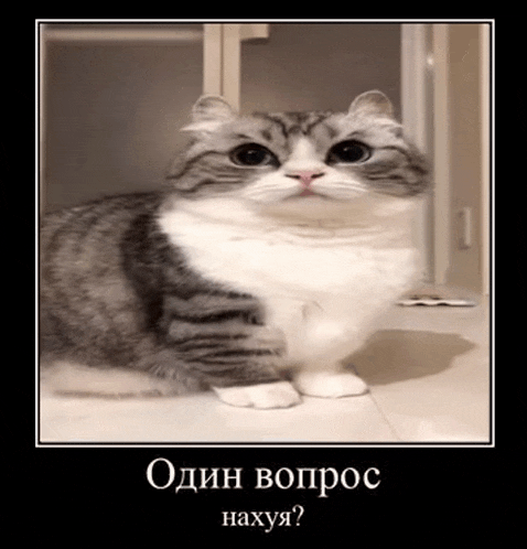 a gray and white cat is sitting on the floor with the words " один вопрос нахуя " below it