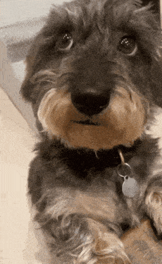a small dog with a tag around its neck is looking at the camera