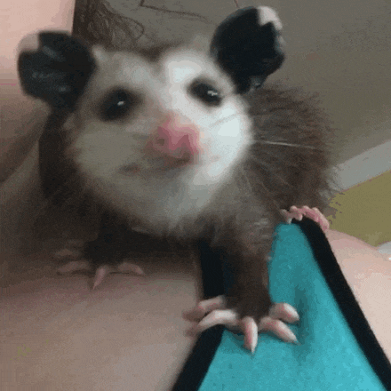 a close up of an opossum 's face and paws