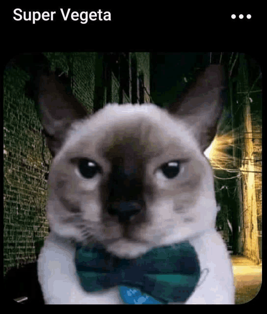 a cat is wearing a bow tie and looking at the camera with the caption super vegeta