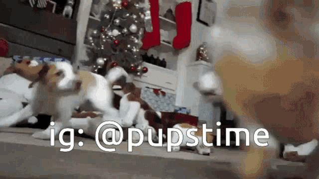 two puppies are playing in front of a christmas tree with the hashtag @pupstime