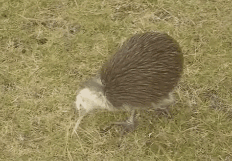 Kiwi Bird GIF - New Zealand Kiwi Bird Waddle GIFs