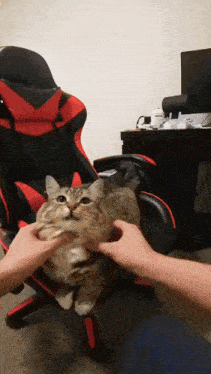 a person is petting a cat in a chair