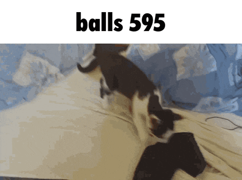 a black and white cat is playing with a sock on a bed with the text balls 5.95 above it