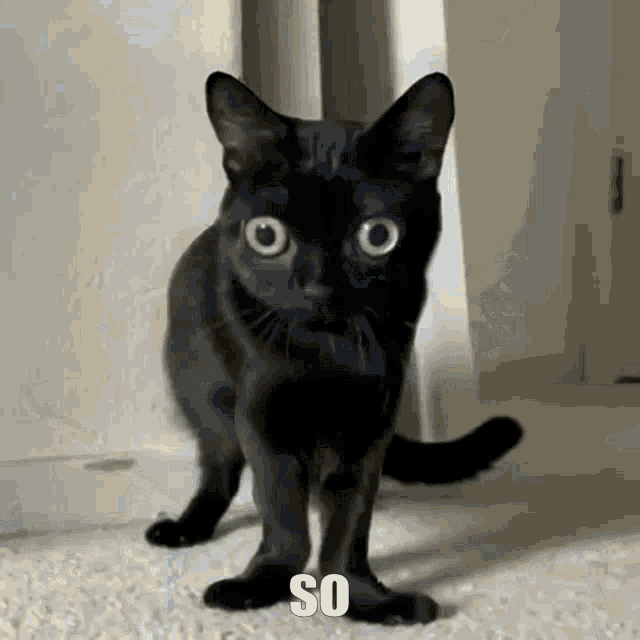 a black cat is standing on its hind legs and looking at the camera ..
