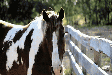a brown and white horse is standing next to a wooden fence
