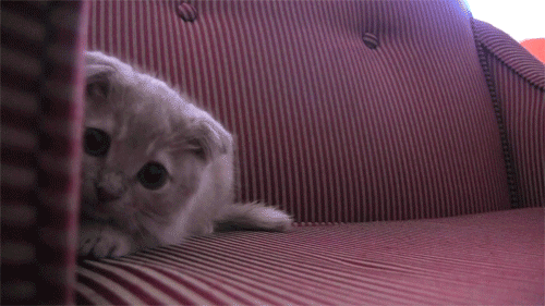 Boo! GIF - Cat Cute Shy GIFs