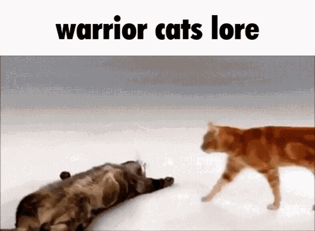 Warrior Cats Warrior Cats Meme GIF - Warrior Cats Warrior Cats Meme GIFs