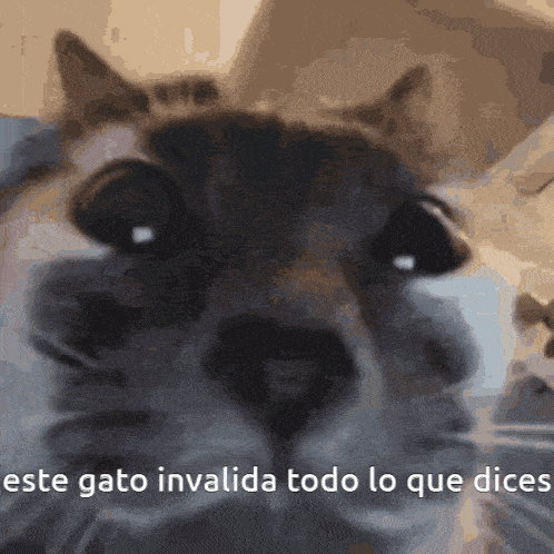 a close up of a cat with the words " este gato invalida todo lo que dices " below it