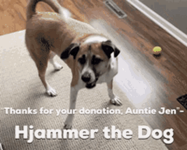 Hjammer Dog GIF - Hjammer Dog Pet GIFs