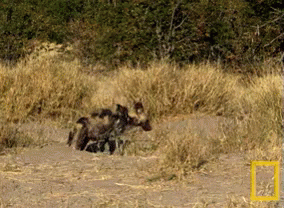 Now You See Me, Now You Don'T. GIF - Hyena Wild Life Wild Animal GIFs