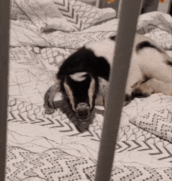 a black and white goat laying on a bed