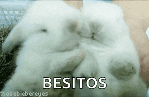 a couple of white rabbits laying next to each other with the words " besitos " written above them