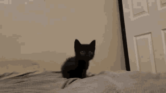 Cat Black Cat GIF - Cat Black Cat Cute GIFs