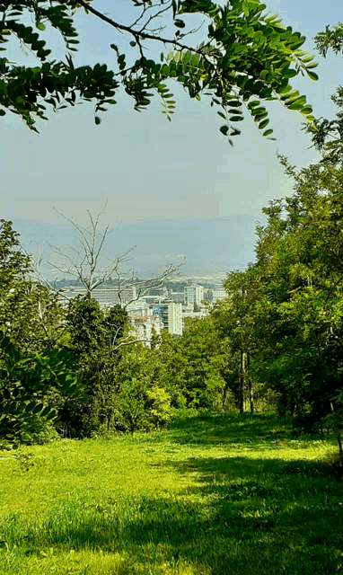 a view of a city through the trees with a few buildings in the distance