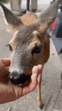 a close up of a person petting a deer