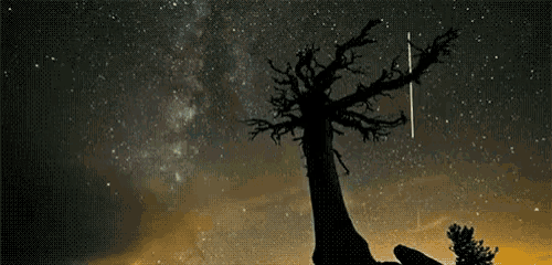 a tree is silhouetted against a starry sky