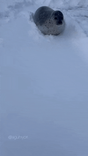 a seal is laying in the snow with the hashtag @aguhiyori