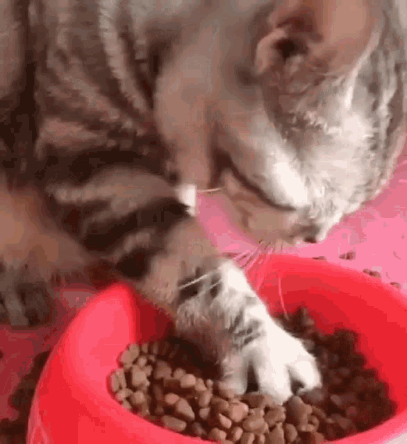 a cat is eating food from a red bowl on a table .
